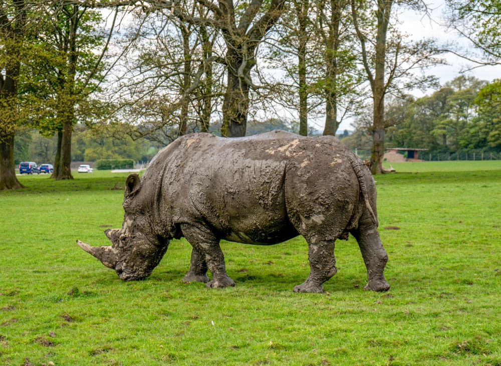 a rhino grazing in a field with trees in the background