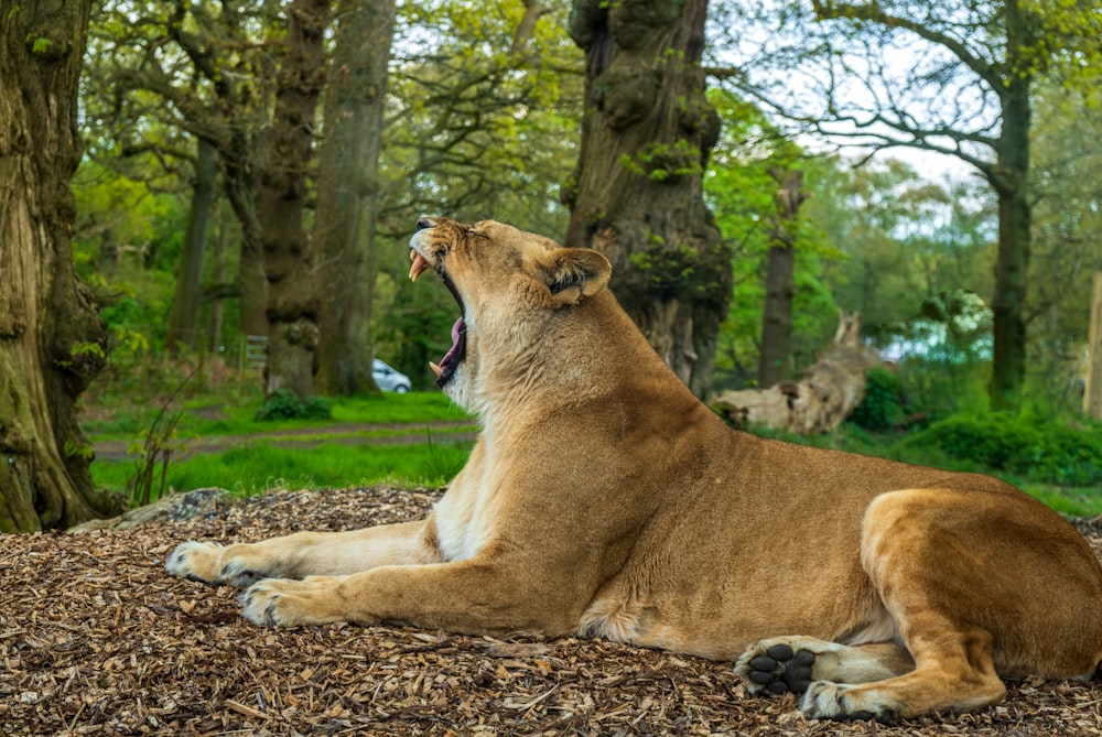 a large lion laying on top of a pile of wood