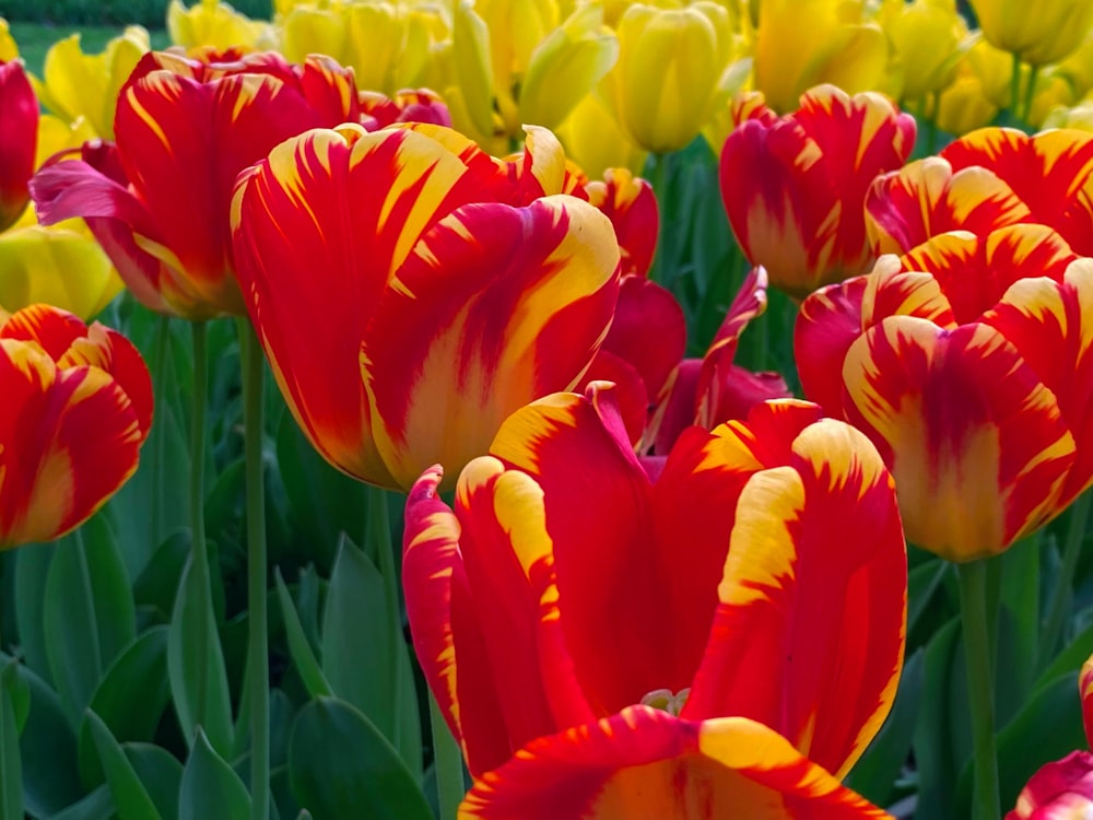 a field full of red and yellow flowers