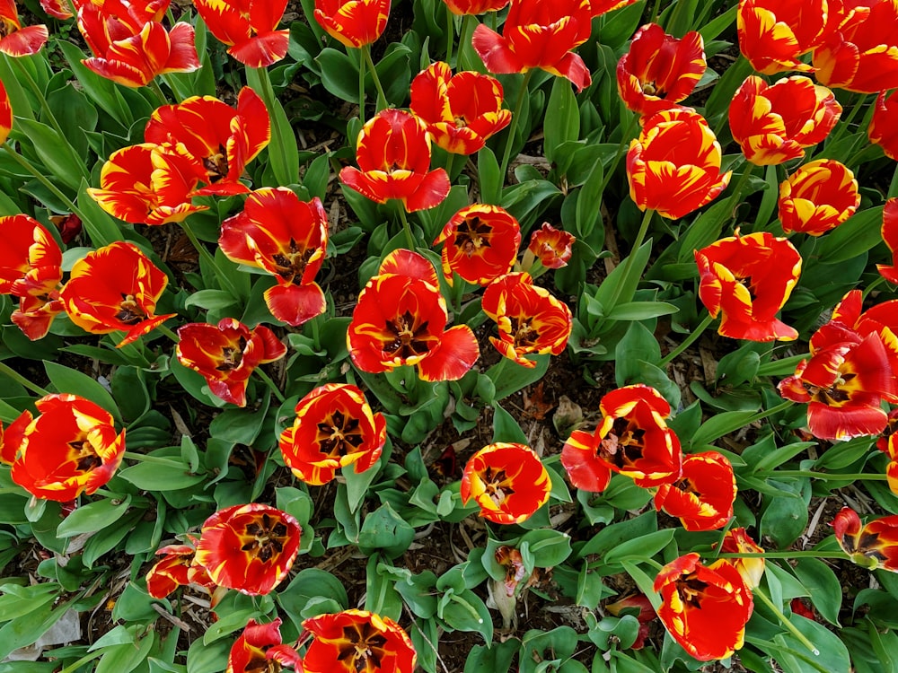 a field of red and yellow flowers with green leaves