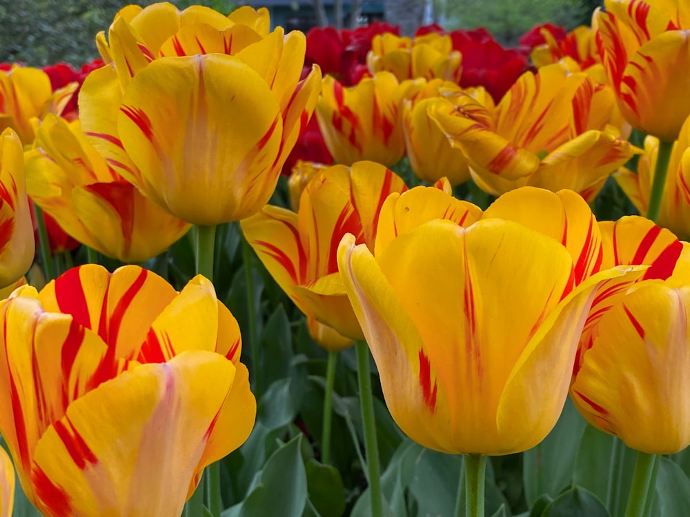 a field full of yellow and red flowers