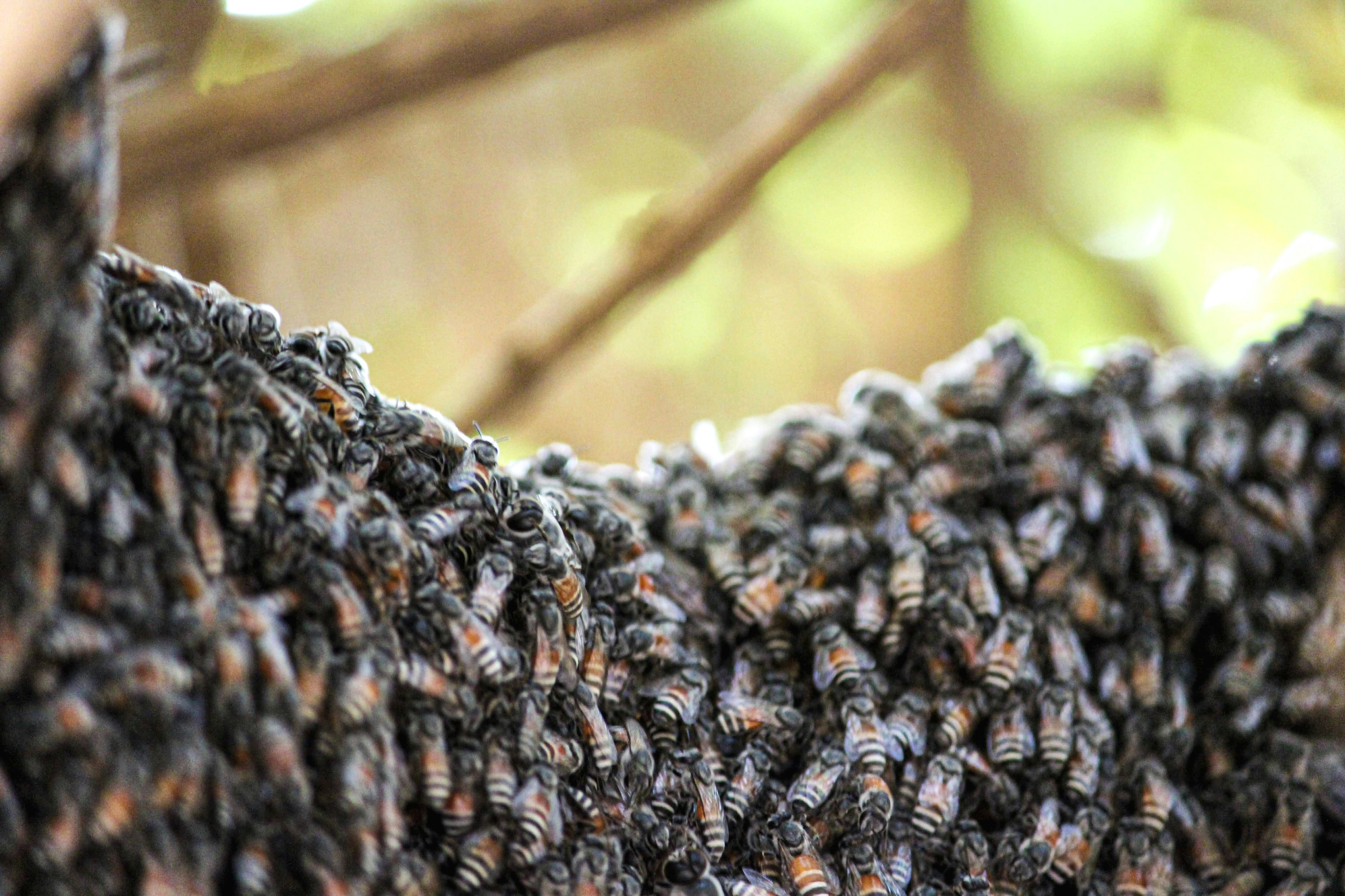 a swarm of bees on a tree branch