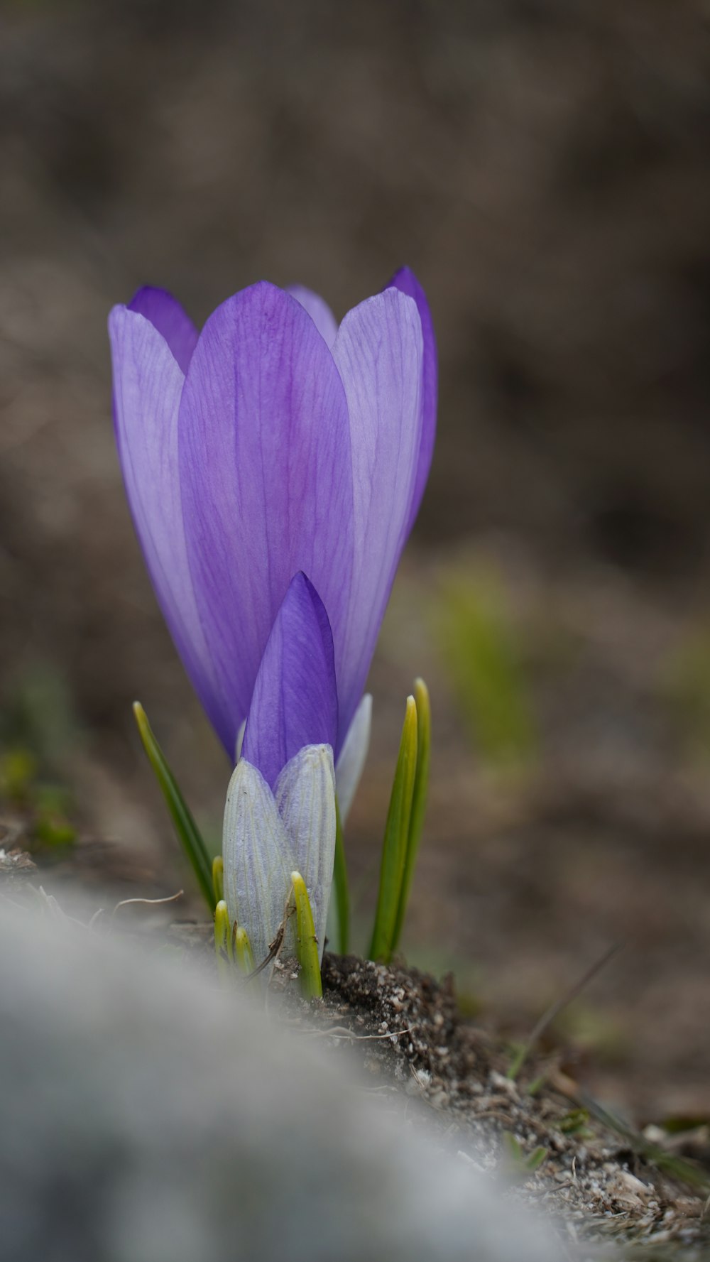 Un par de flores que están en la tierra