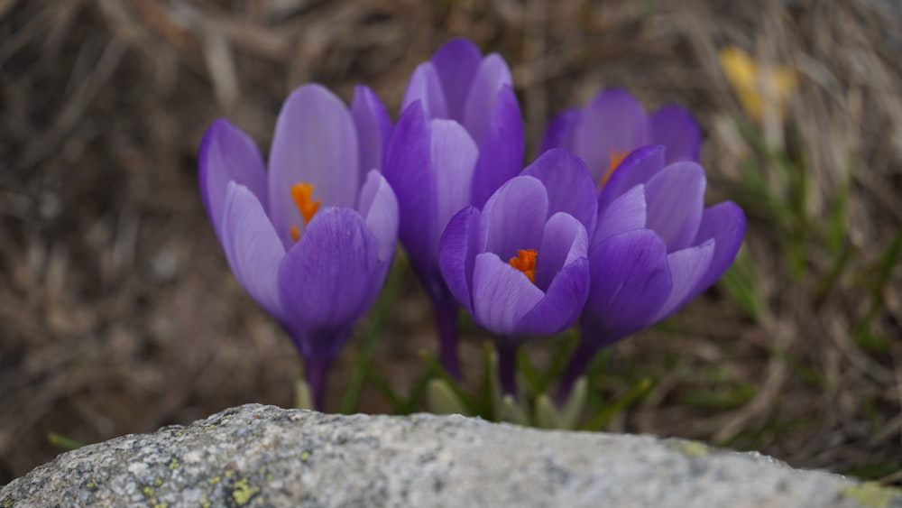 a group of purple flowers sitting on top of a rock