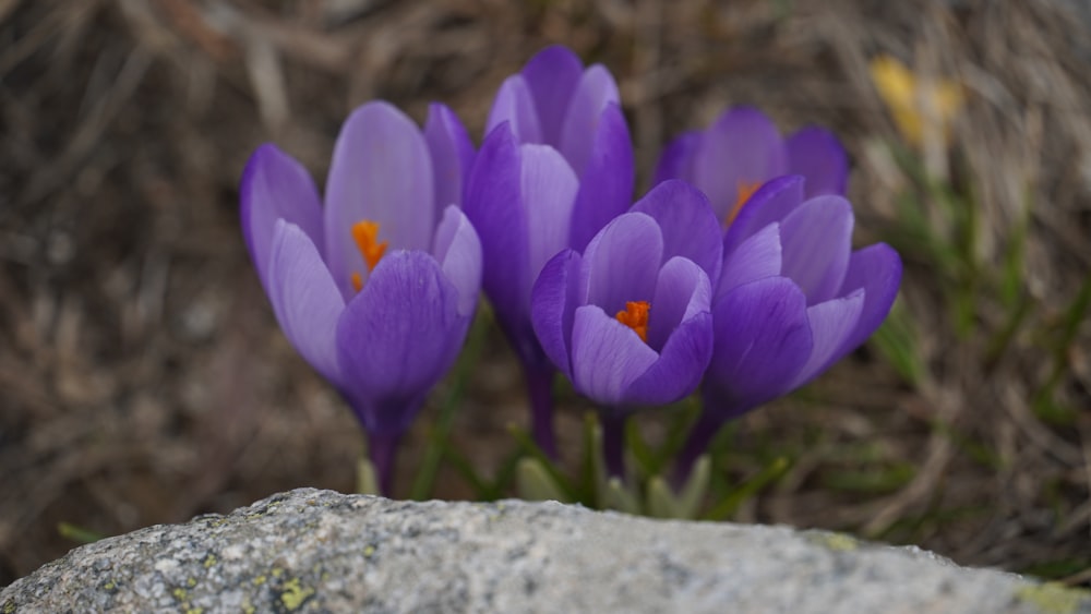 Un grupo de flores púrpuras sentadas en la cima de una roca