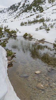 A clear stream flows through a snowy landscape, with surrounding greenery peeking through the snow. The rocky bank and the transparent water reveal stones of various sizes and colors underwater. In the background, snow-covered hills with patches of green shrubs and trees create a serene, untouched wilderness atmosphere.