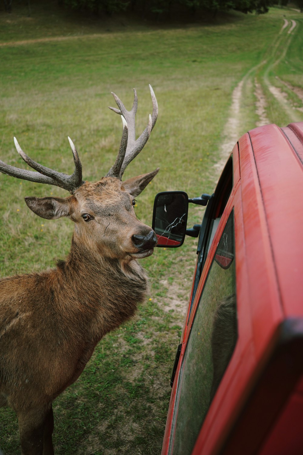 a deer looking out the window of a car