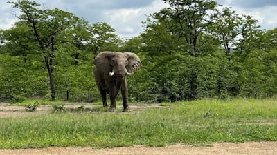 A majestic elephant standing calmly in a lush green forest clearing.