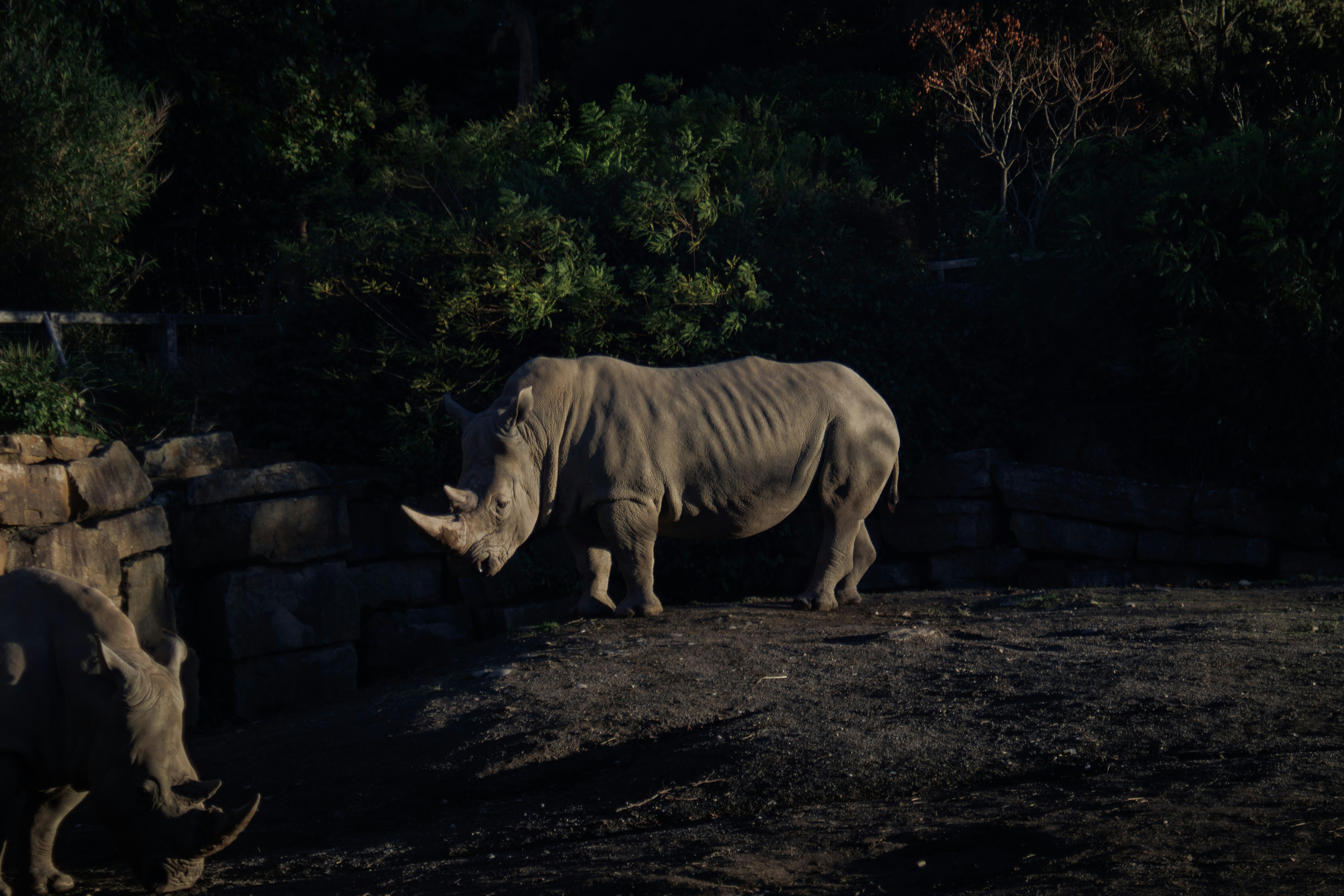 a rhino and a rhinoceros in a zoo enclosure