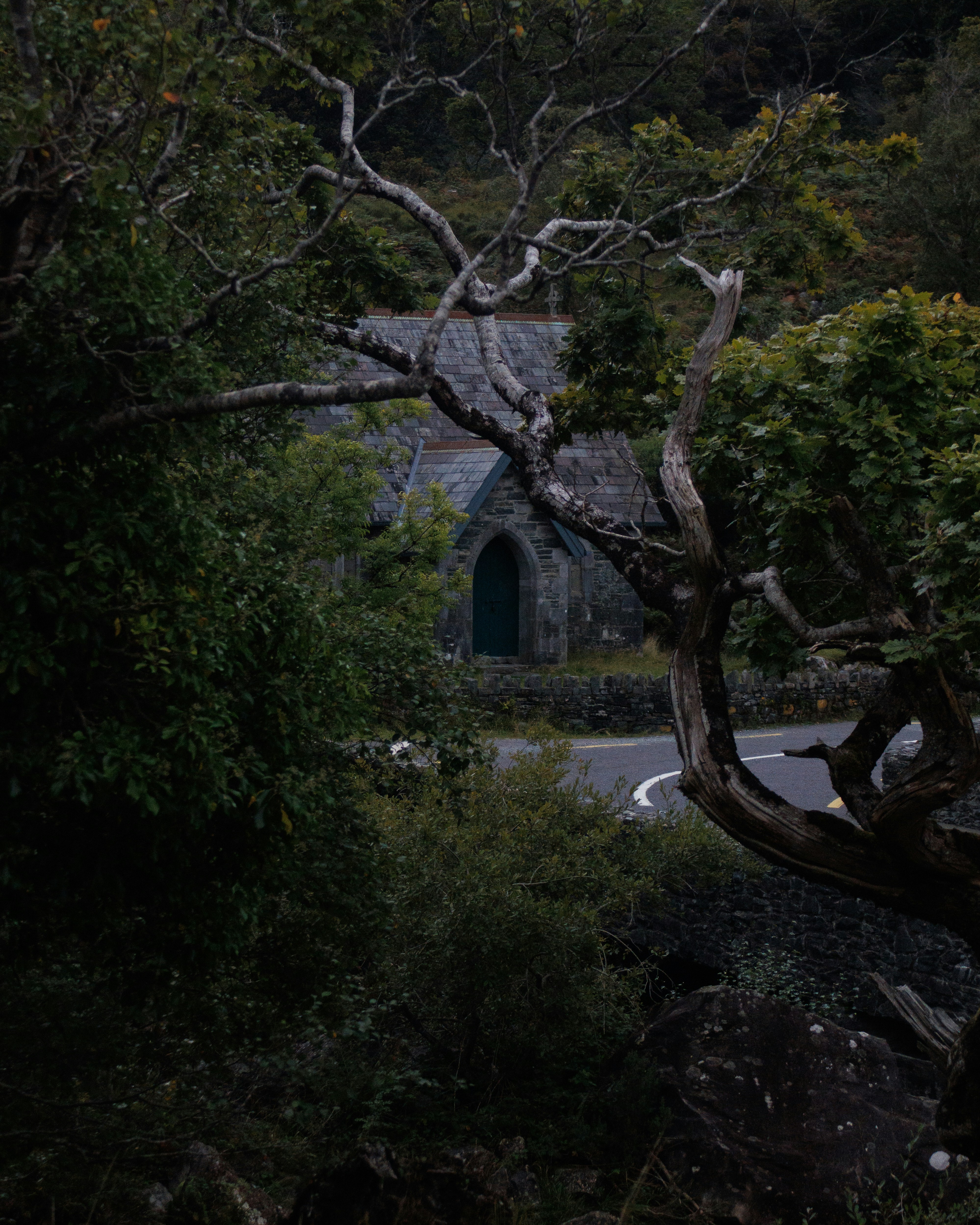 a tree that is next to a road