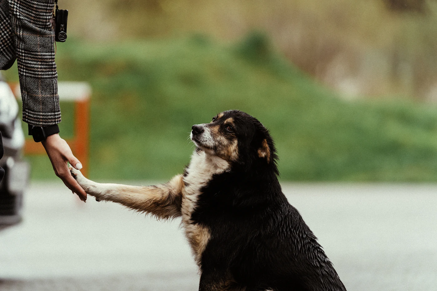 A dog placing its paw into an outstretched hand, offering a trained shake cue during an evaluation session