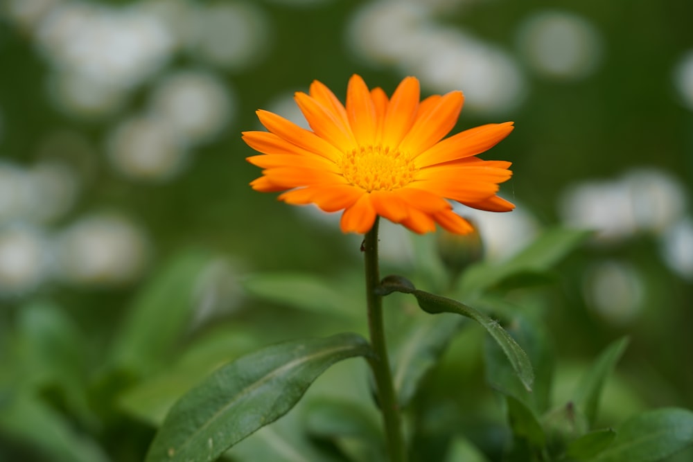 an orange flower with green leaves in the foreground