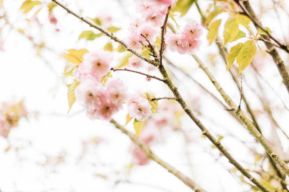 a close up of a tree with pink flowers