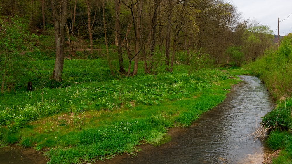 a stream running through a lush green forest