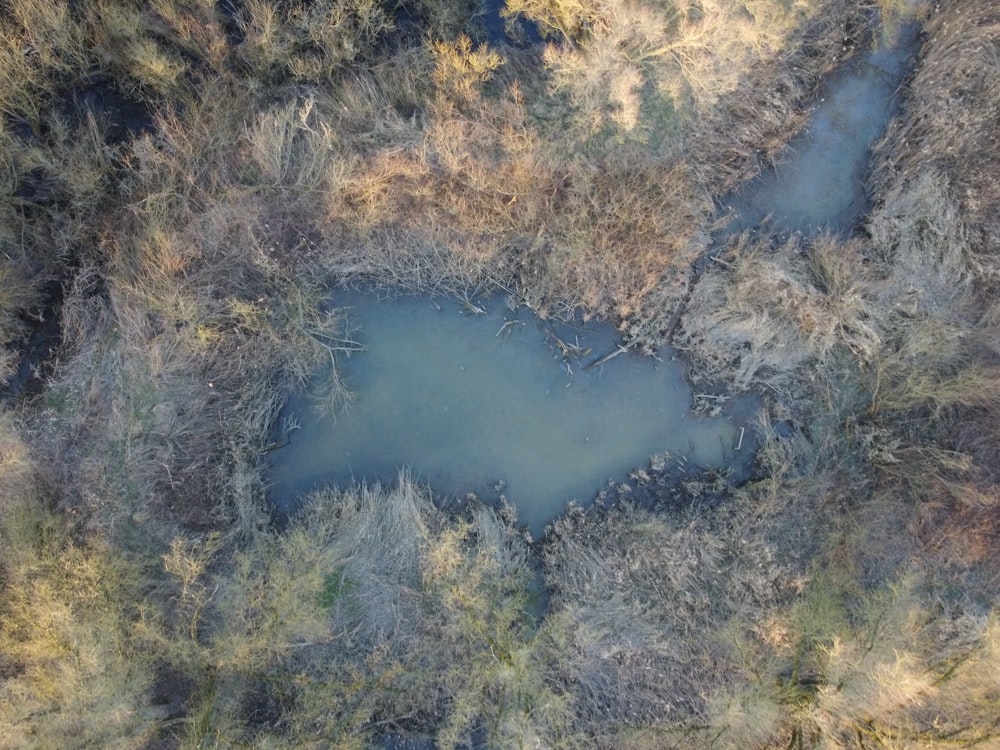 an aerial view of a pond surrounded by trees