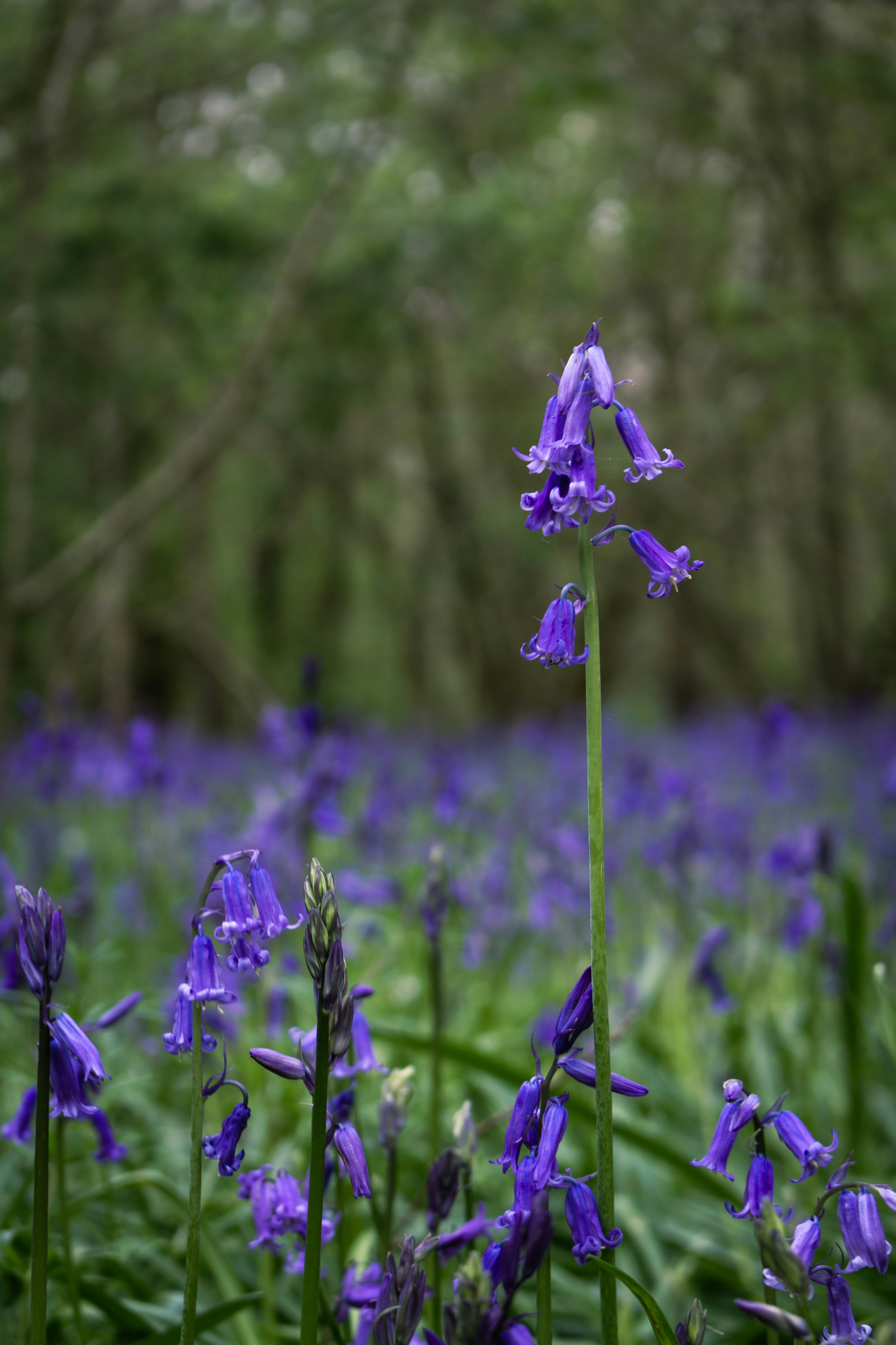 a field full of purple flowers next to a forest