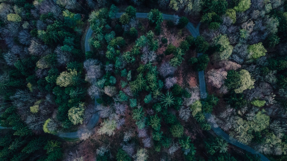 an aerial view of a road through a forest