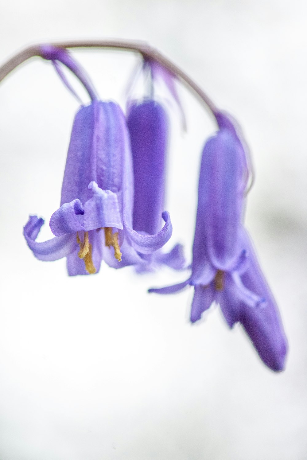 a close up of a flower with a blurry background