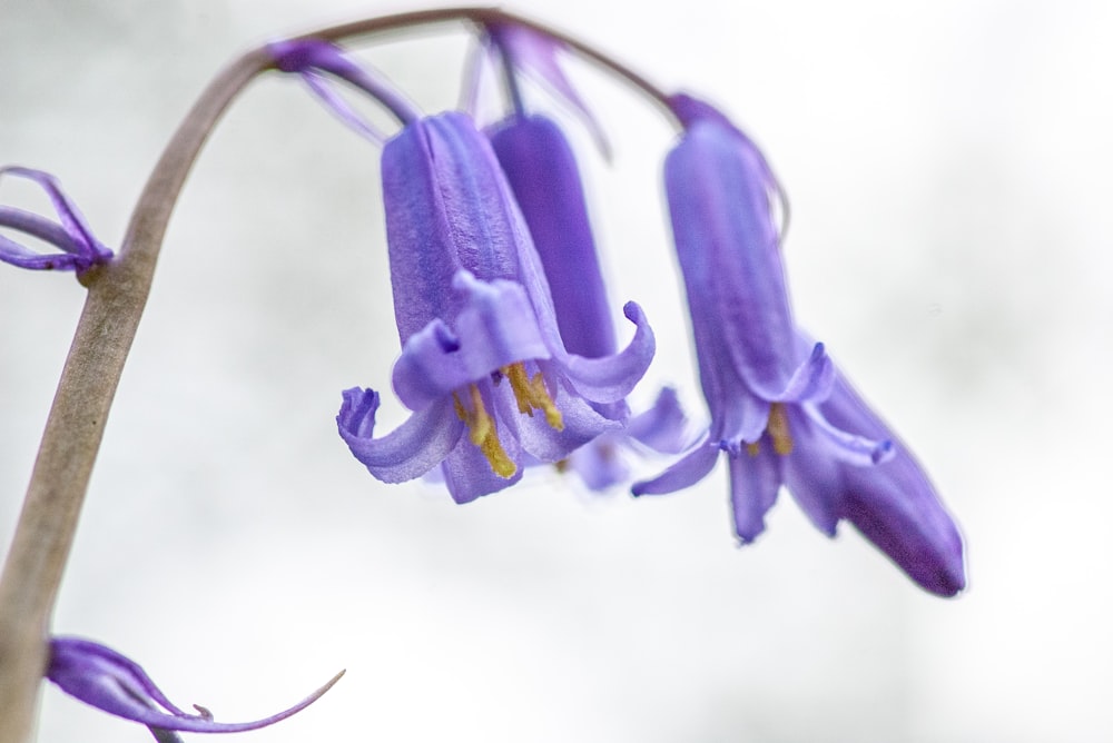 a close up of a purple flower on a stem