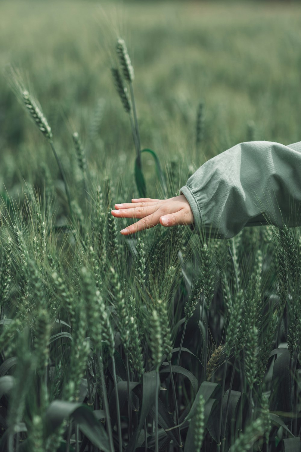 a person reaching out their hand in a field of wheat