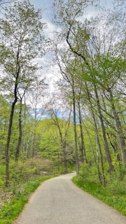 Lush green forests and winding trails in Wayanad inviting for a peaceful trek.