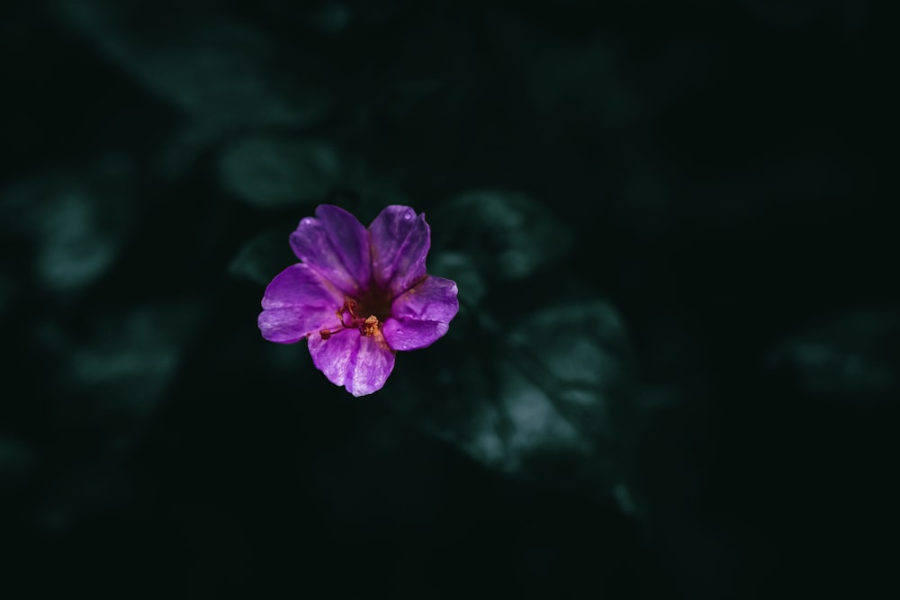 a purple flower with green leaves in the background