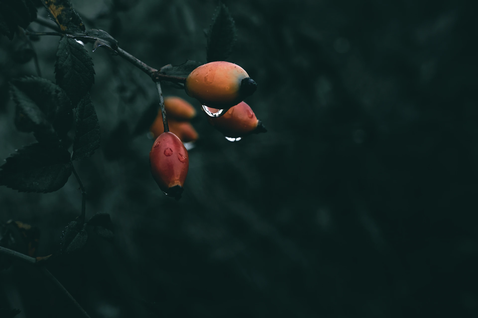 a bunch of fruit hanging from a tree