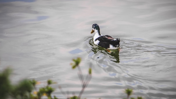 a duck floating on top of a body of water