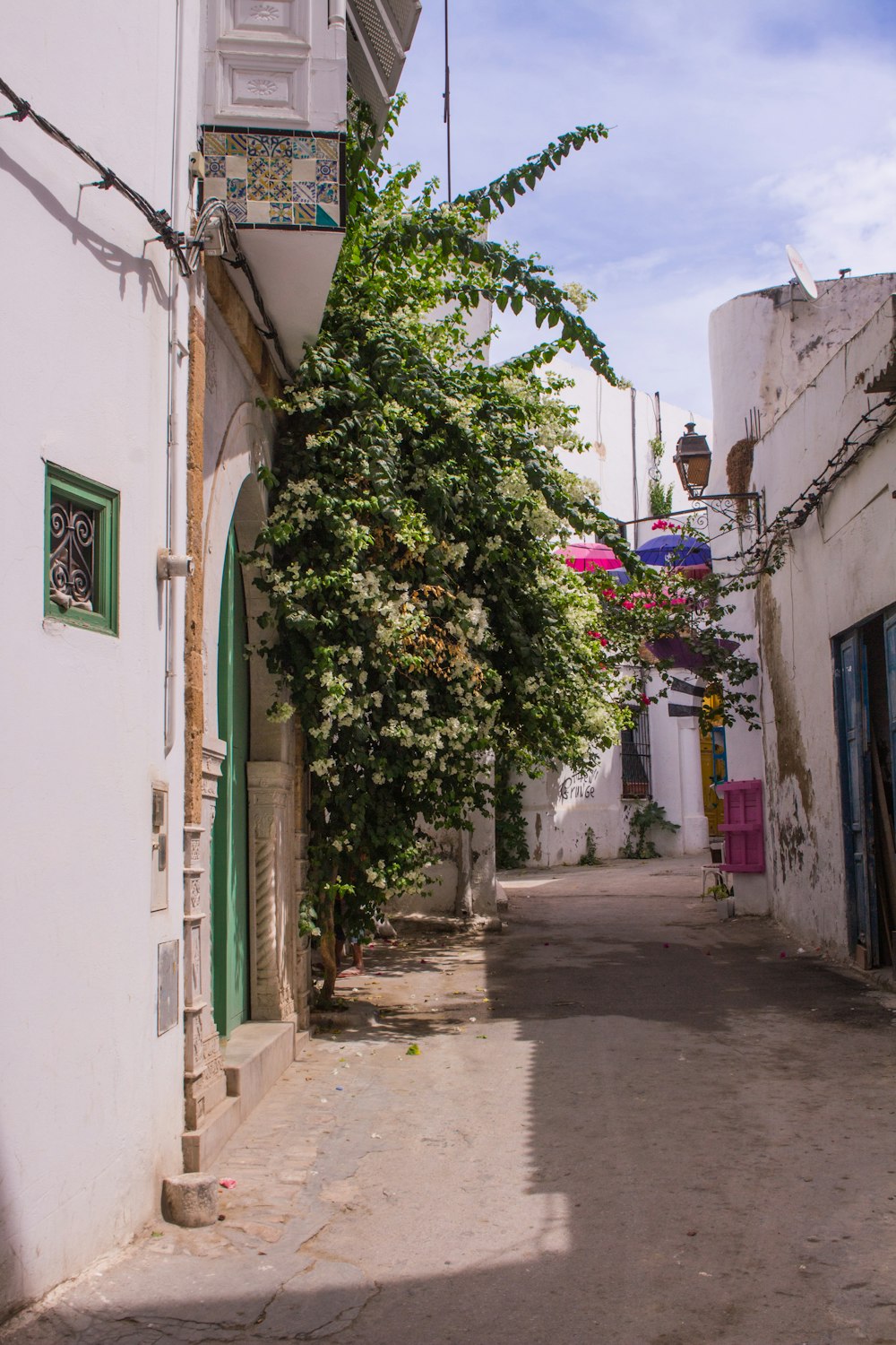 a narrow street with a tree growing on the side of it