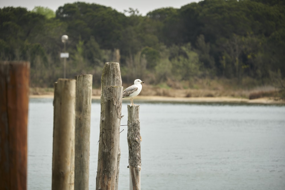 a seagull sitting on a wooden post by a body of water
