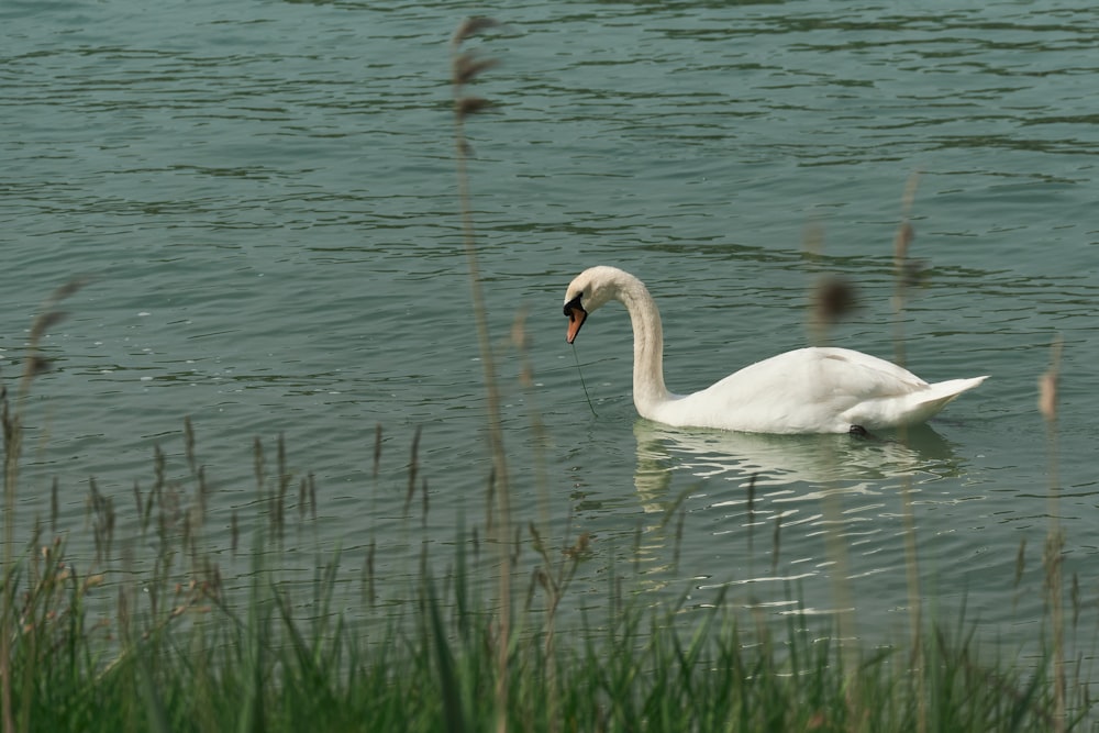 a white swan is swimming in the water