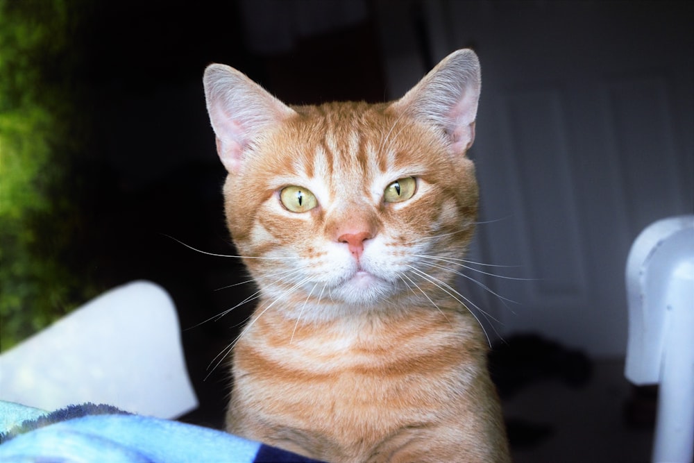 a close up of a cat sitting on a chair