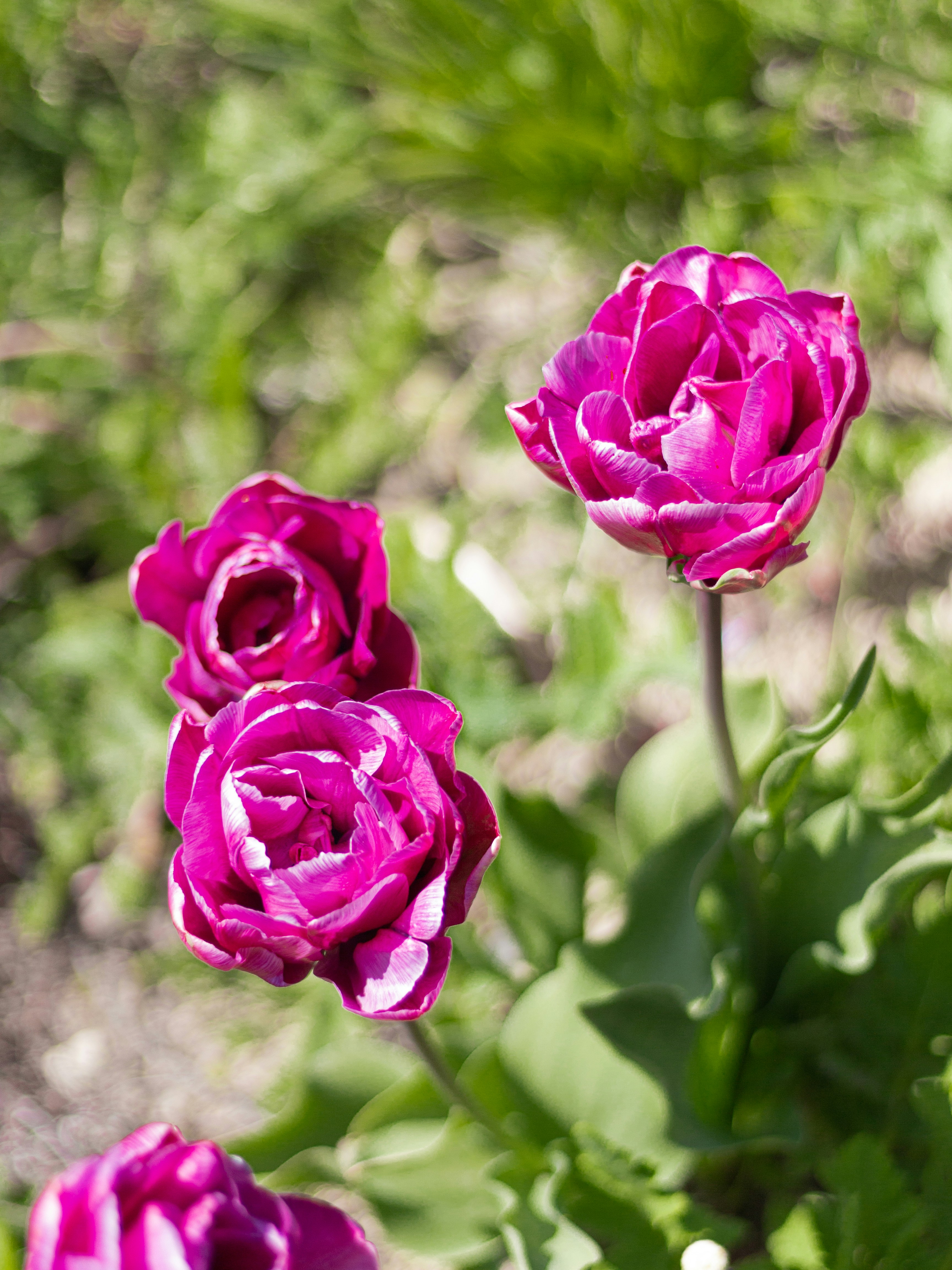 A group of pink flowers growing in a garden photo – Free Flower Image ...