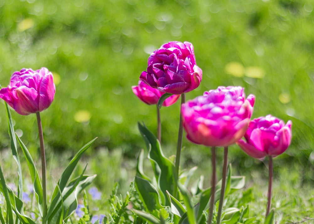 a group of pink flowers sitting in the grass