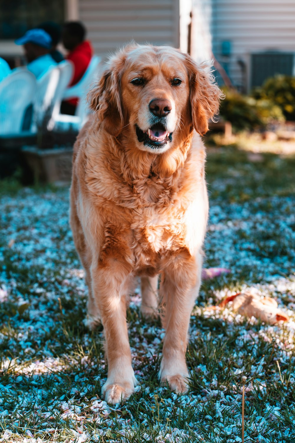 a brown dog standing on top of a grass covered field