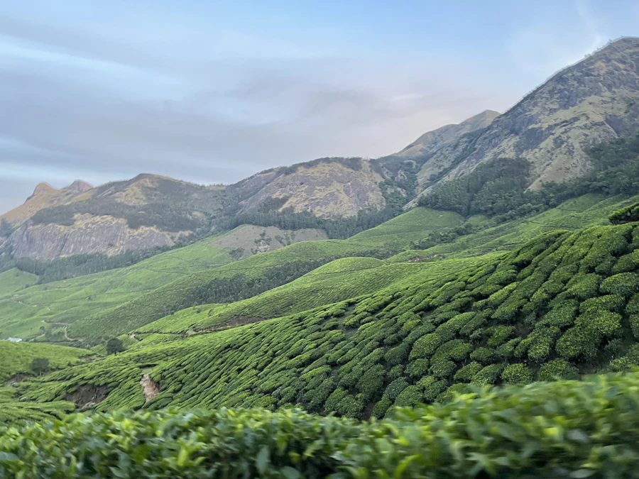 Munnar tea plantations