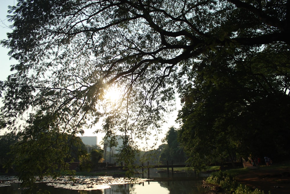 the sun is shining through the trees over the water