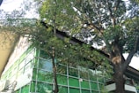 A building with a modern architectural design featuring large green-tinted glass windows is partially obscured by tall, lush trees with dense foliage. The structure has a sloping roof and an air conditioning unit visible on one side.
