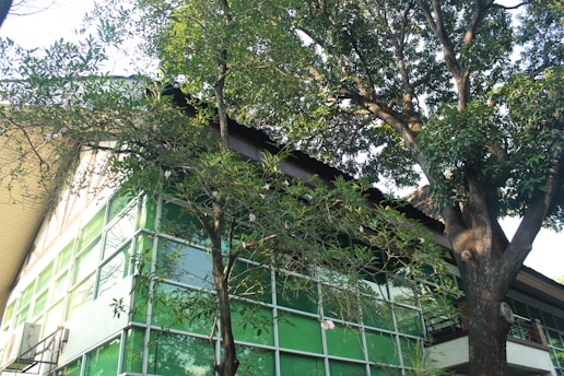 A building with a modern architectural design featuring large green-tinted glass windows is partially obscured by tall, lush trees with dense foliage. The structure has a sloping roof and an air conditioning unit visible on one side.