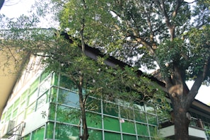 A building with a modern architectural design featuring large green-tinted glass windows is partially obscured by tall, lush trees with dense foliage. The structure has a sloping roof and an air conditioning unit visible on one side.