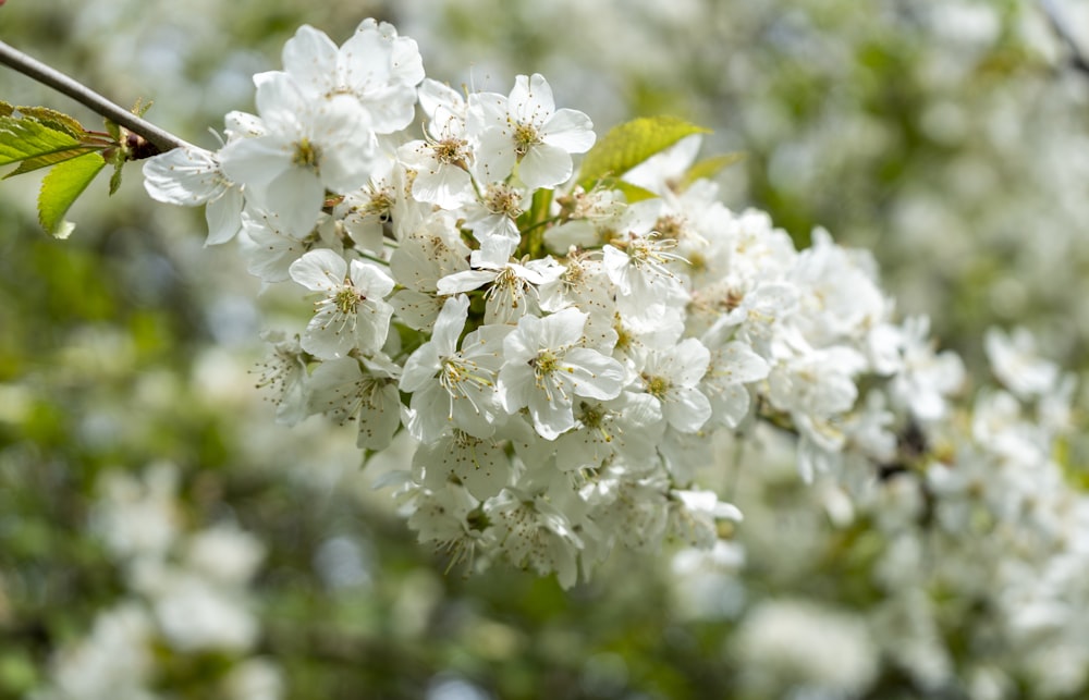 a close up of a tree with white flowers