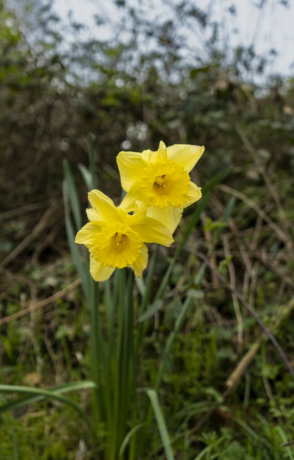 Un par de flores amarillas que están en la hierba
