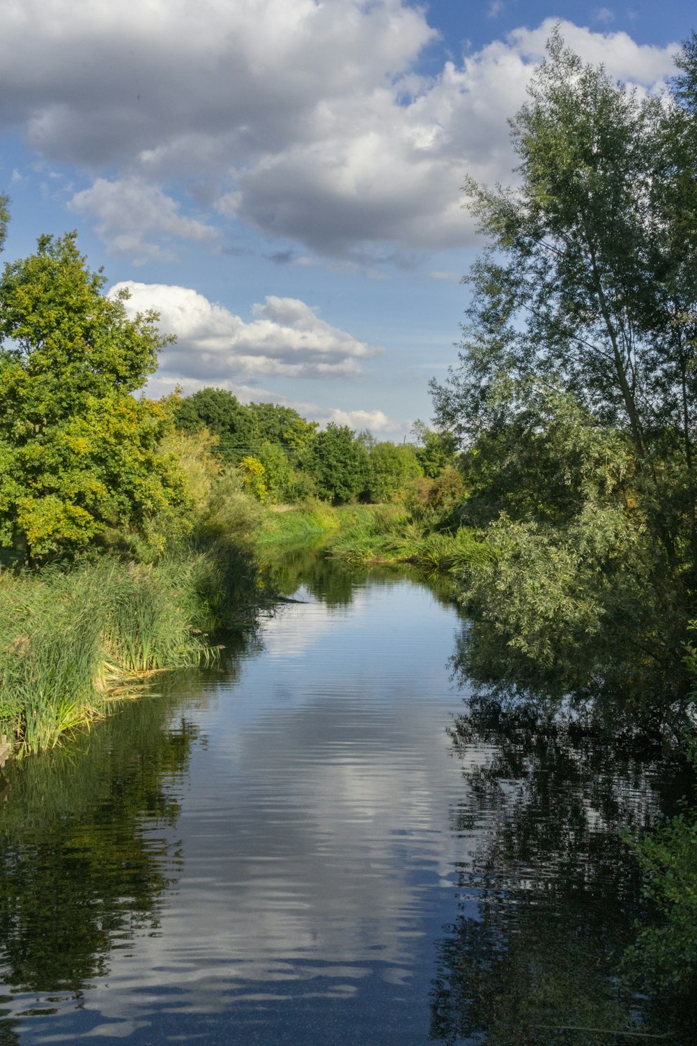 a river running through a lush green forest