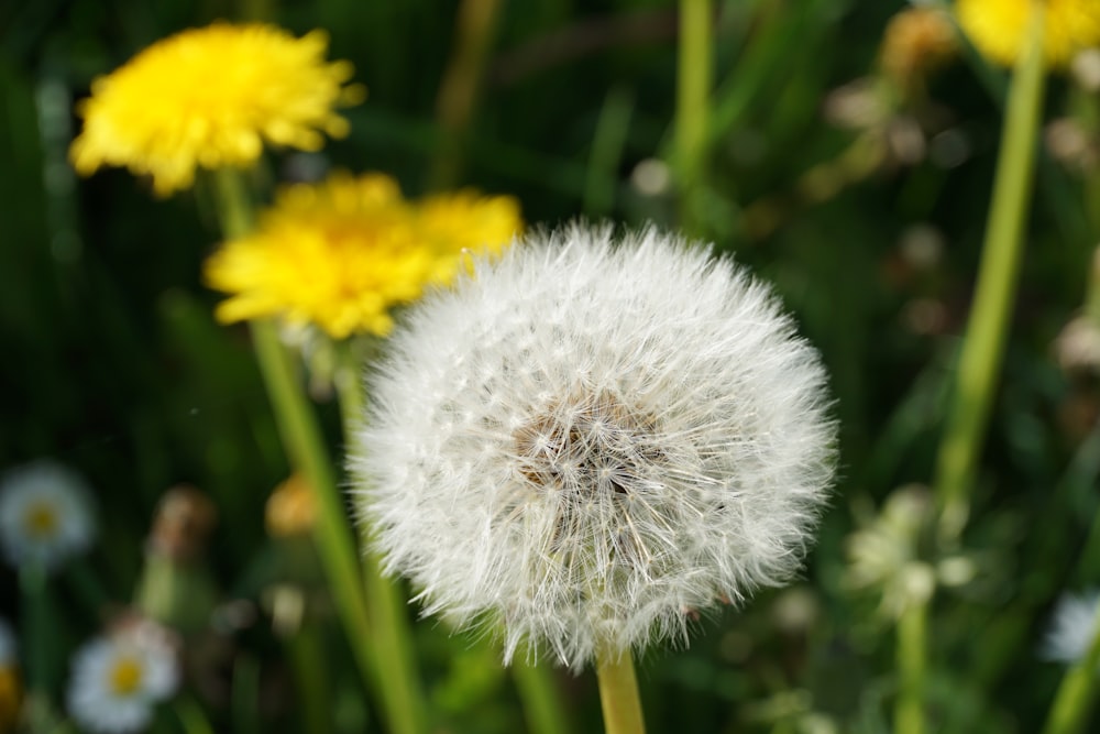 a close up of a dandelion with yellow flowers in the background