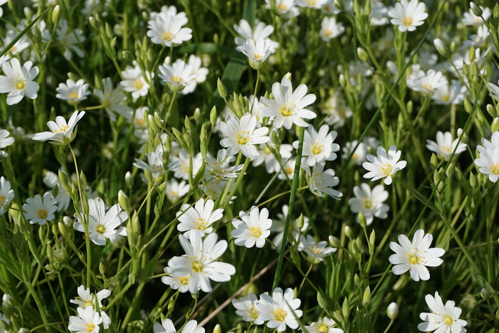 a bunch of white flowers that are in the grass