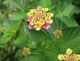 A close-up view of a cluster of small flowers in shades of yellow and pink, surrounded by lush green leaves. The flowers are vibrant and appear to be part of a Lantana plant, known for their colorful blossoms.