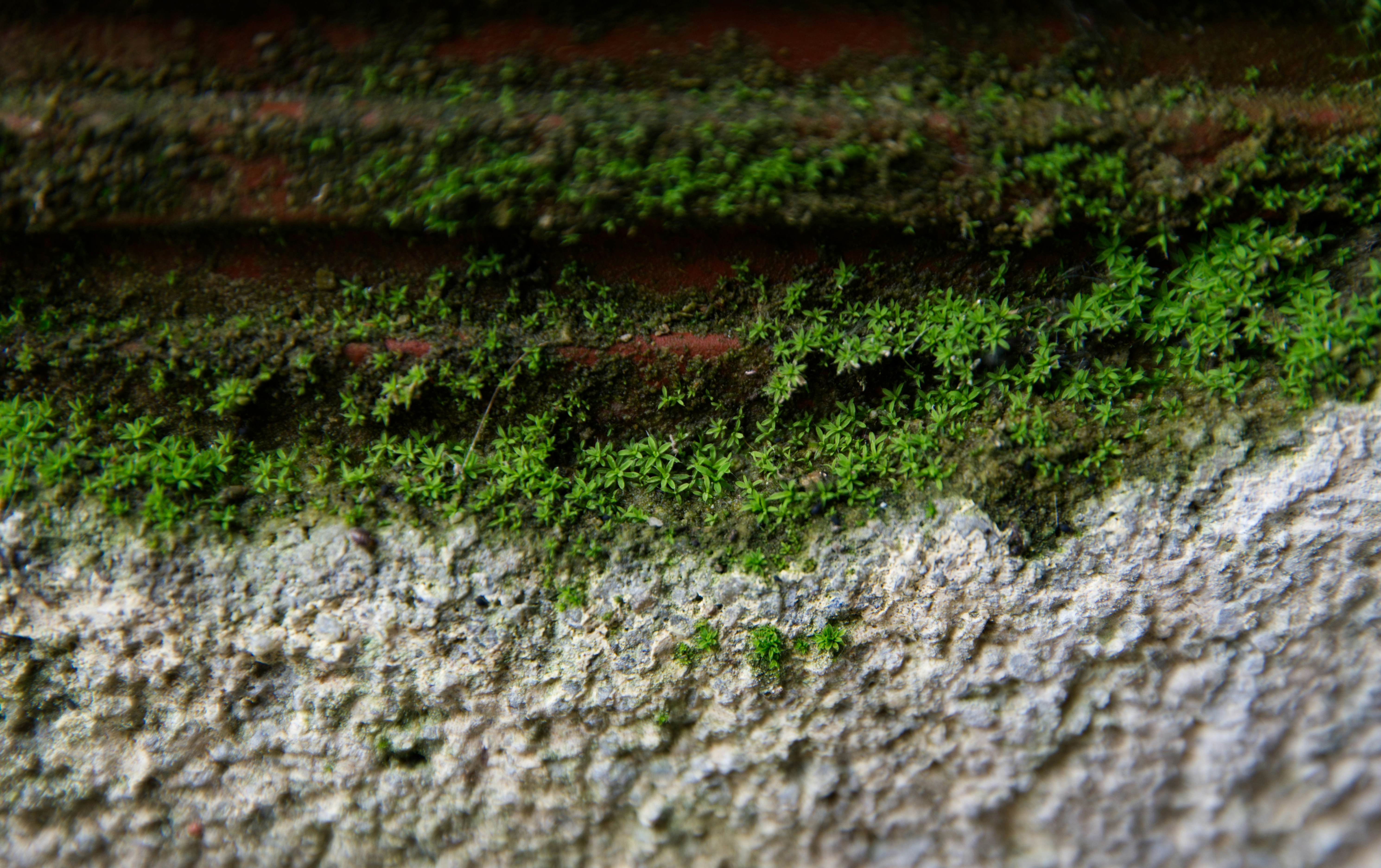 Un primer plano de una pared con musgo verde creciendo en ella
