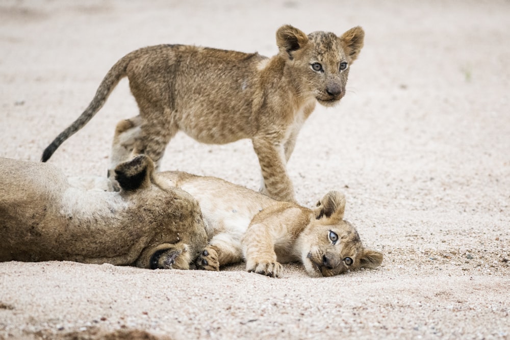 a lion cub playing with another cub in the sand