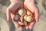 Hands holding shiny black búzios shells over a rustic cloth.