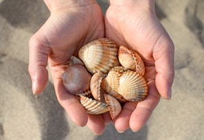 Hands holding colorful búzios shells over a mystical cloth during a reading session